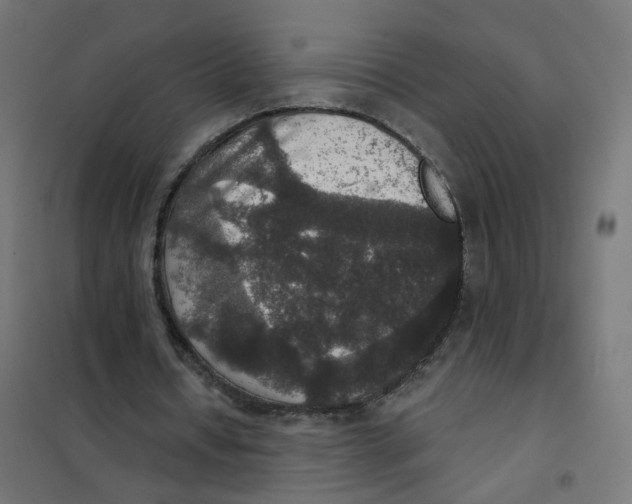 X0000102040434200808081838