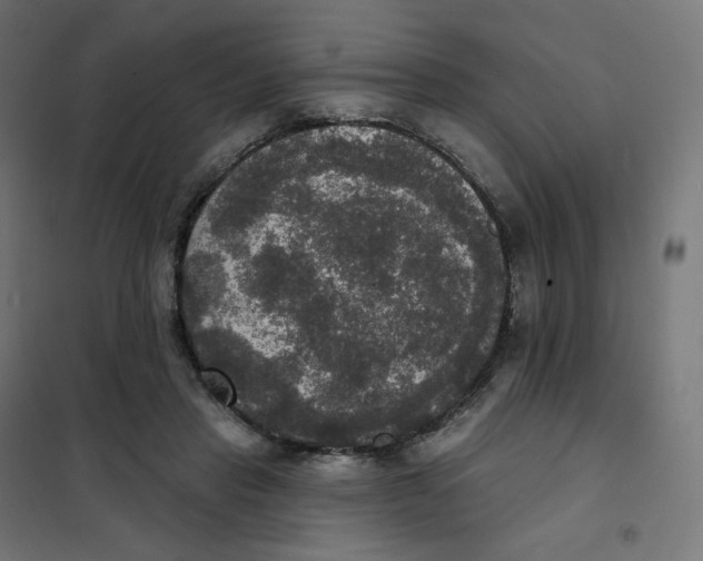 X0000102040453200808081839