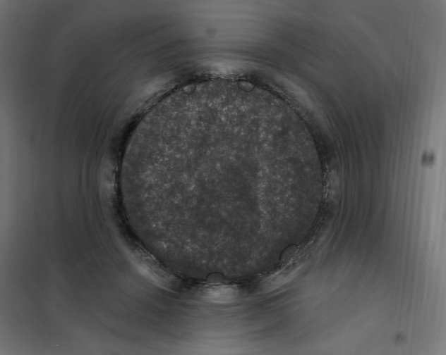 X0000102040456200808081839