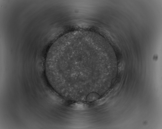 X0000102040464200808081839