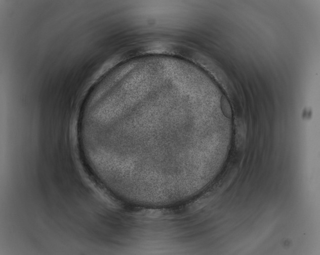 X0000102040482200808081838