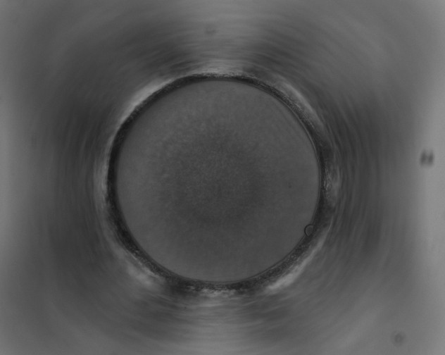 X0000102040484200808081838