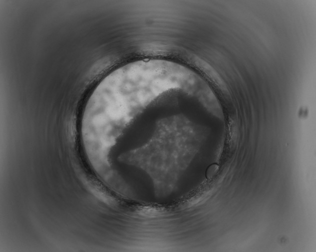 X0000102040494200808081838