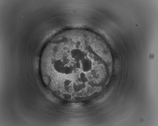 X0000102040495200808081838