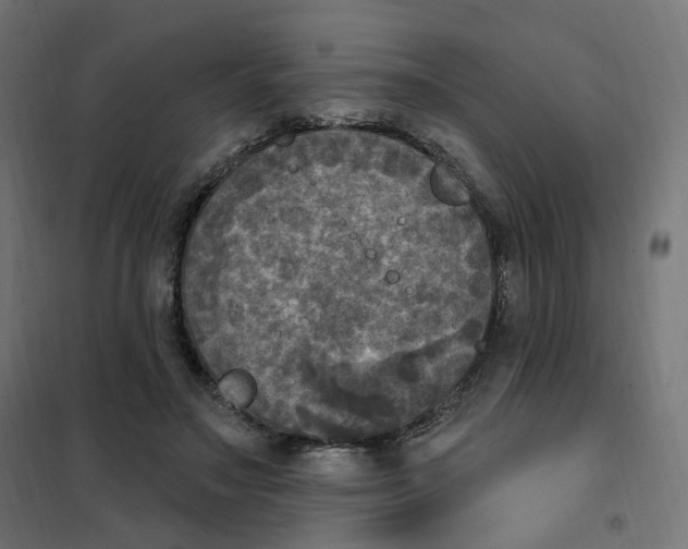 X0000102040499200808081838