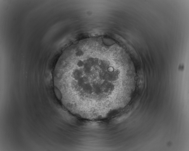 X0000102040523200808081838