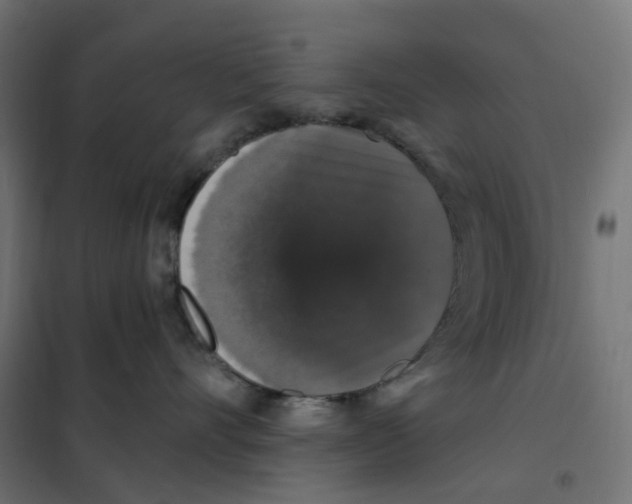 X0000102040528200808081838