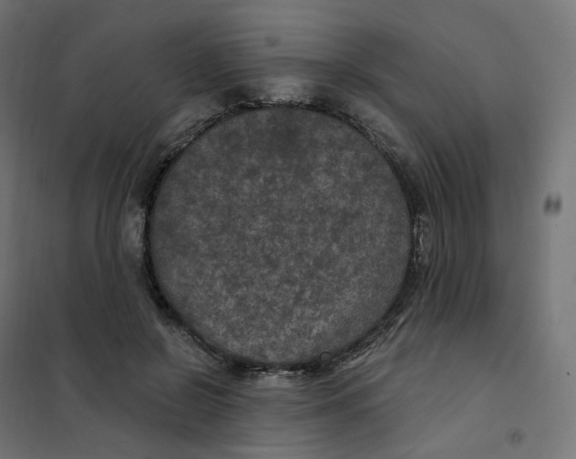 X0000102040550200808081837