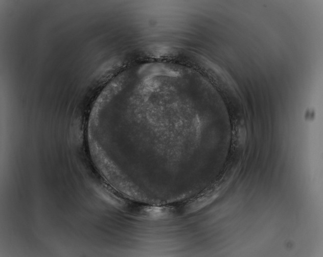 X0000102040558200808081837