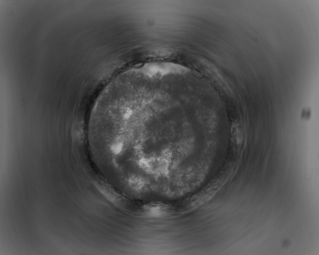 X0000102040564200808081837