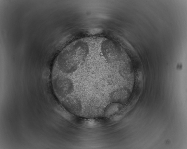 X0000102040565200808081837