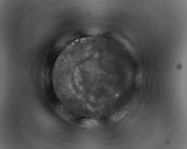 X0000102040572200808081838