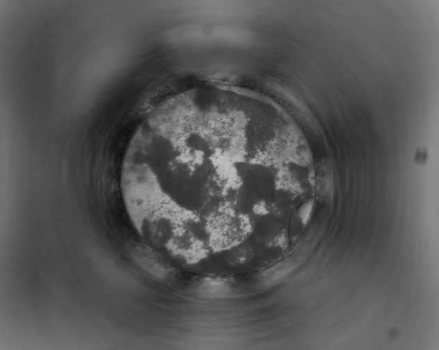 X0000102040573200808081838