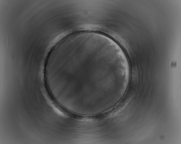 X0000102040581200808081837