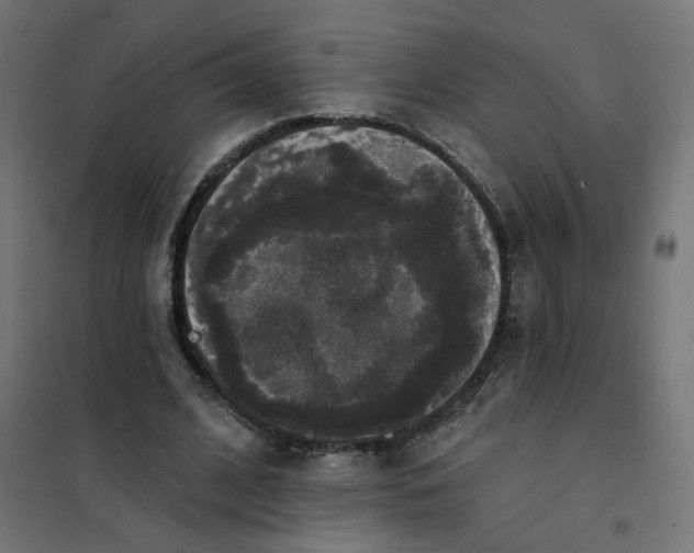 X0000102040584200808081837