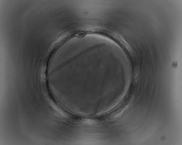 X0000102040585200808081837