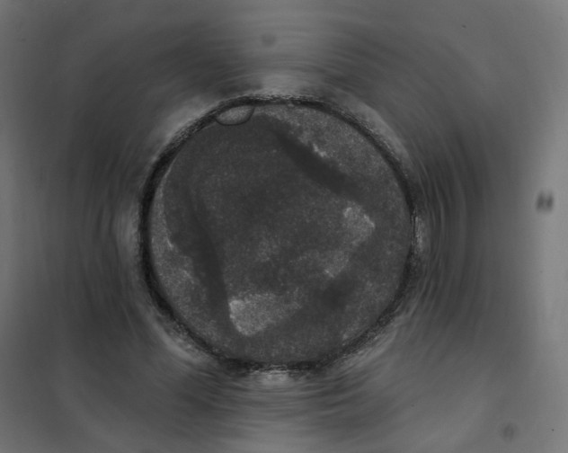 X0000102040588200808081837