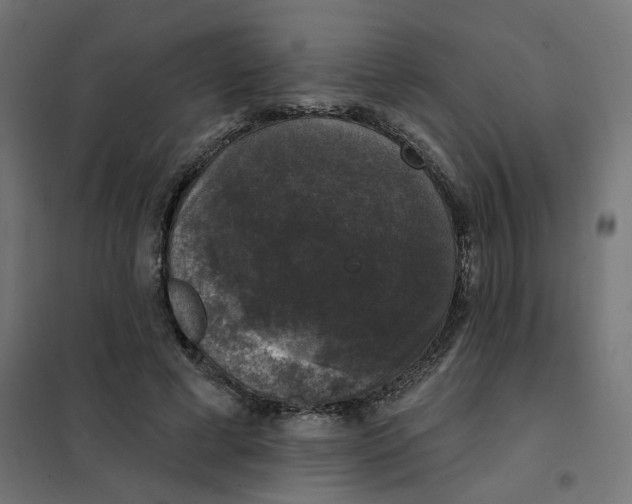 X0000102040593200808081837