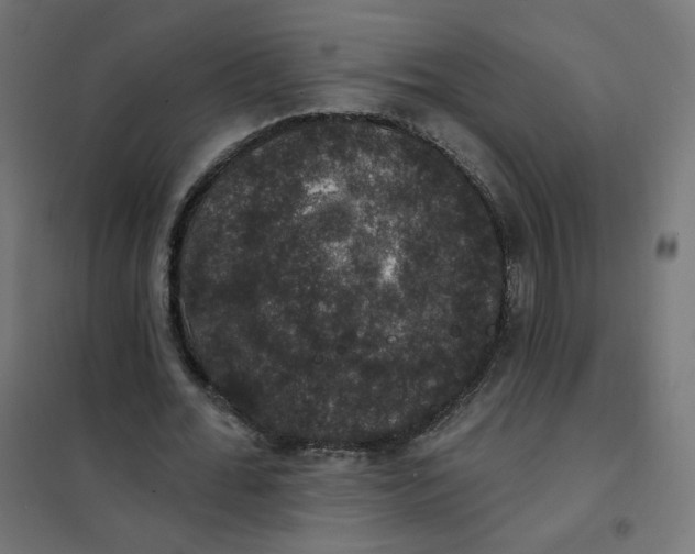 X0000102040676200808081835