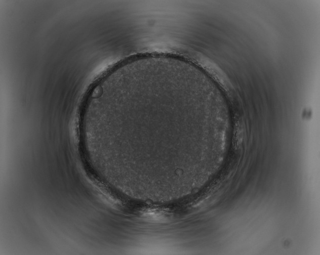 X0000102040680200808081835