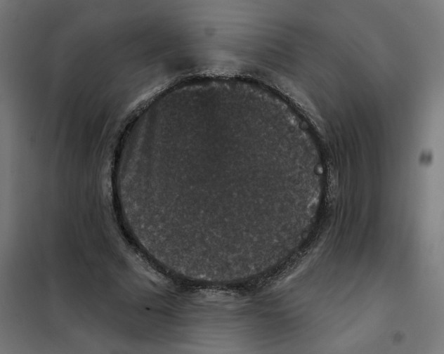 X0000102040681200808081835