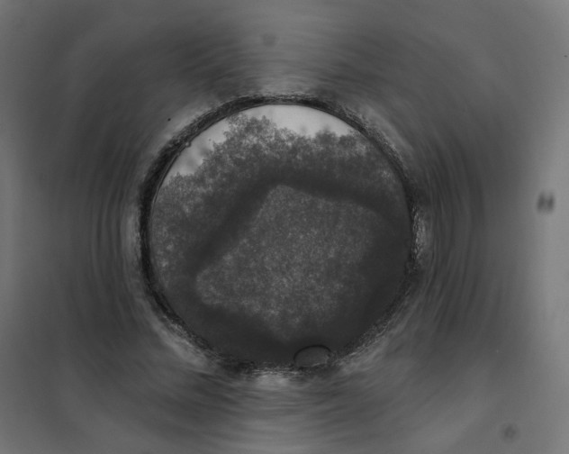 X0000102040684200808081835