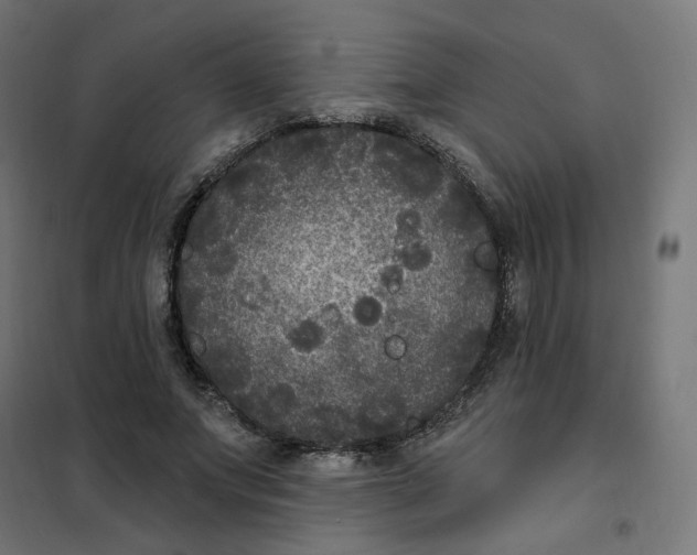 X0000102040687200808081835