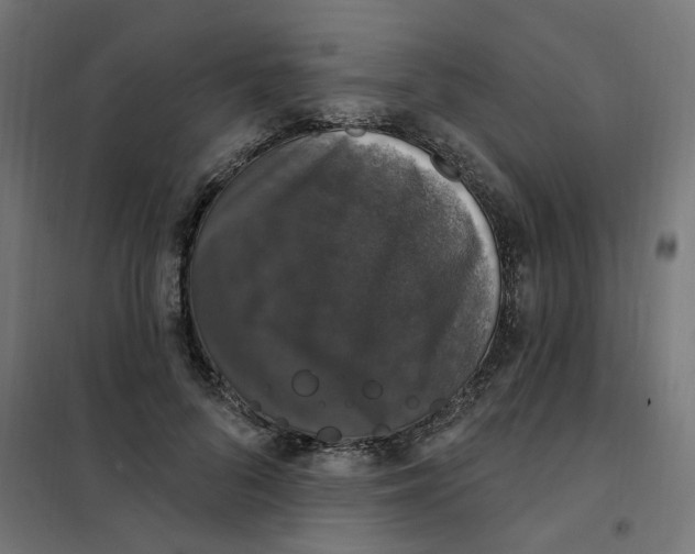 X0000102040696200808081835