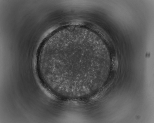 X0000102040726200808081834