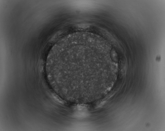 X0000102040758200808081834