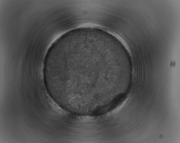 X0000102040783200808081834