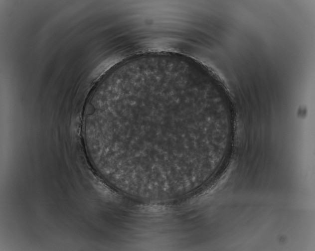 X0000102040785200808081834