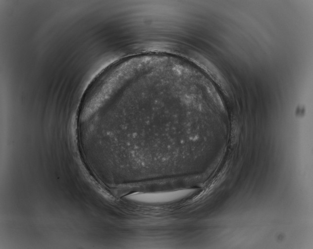 X0000102040798200808081833