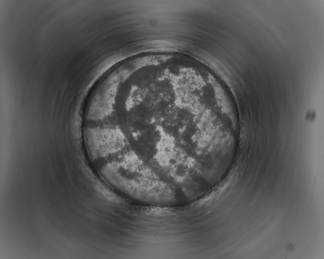 X0000102040835200808081833