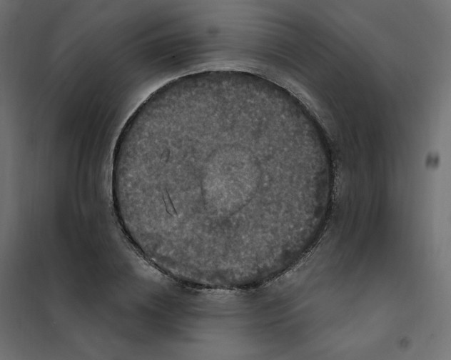 X0000102040836200808081833