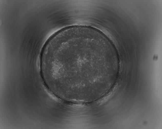 X0000102040838200808081833