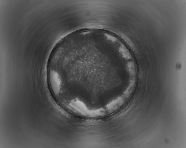 X0000102040840200808081833