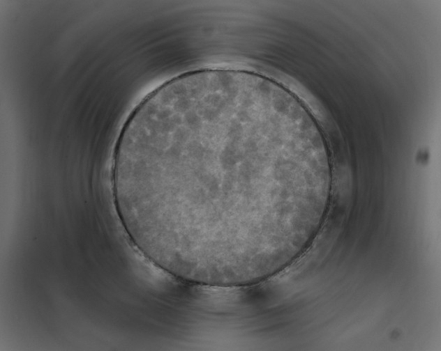 X0000102040856200808081833