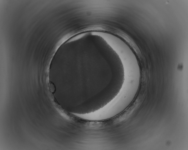 X0000102040858200808081833