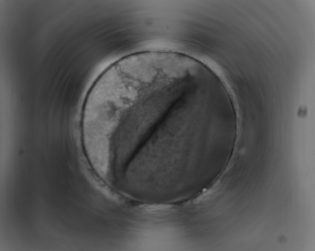 X0000102040864200808081833