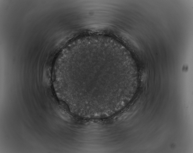 X0000102040868200808081832