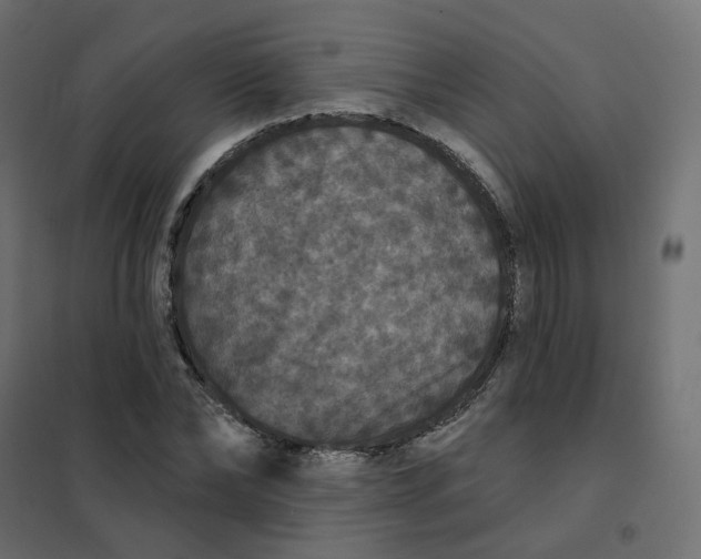 X0000102040878200808081832