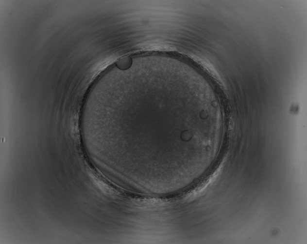 X0000102040881200808081832