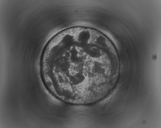 X0000102040999200808081831