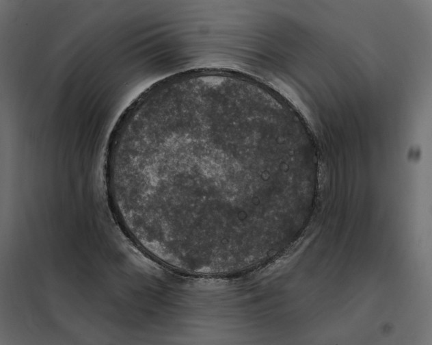 X0000102041068200808081829