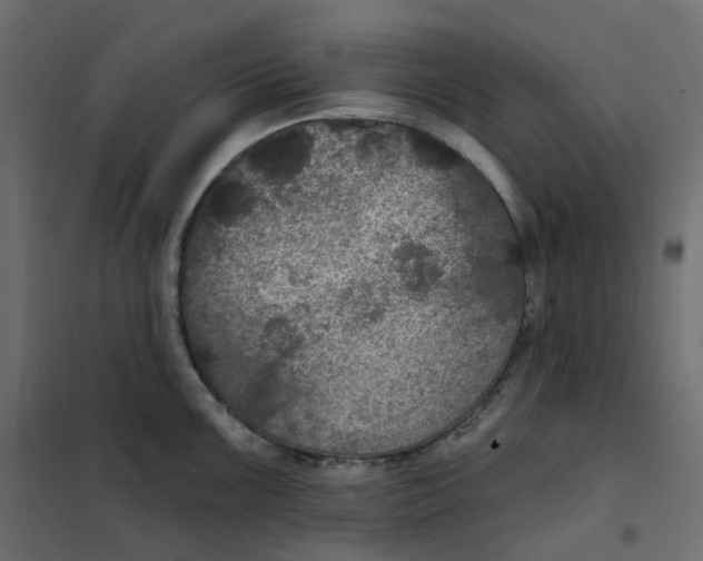 X0000102041099200808081829