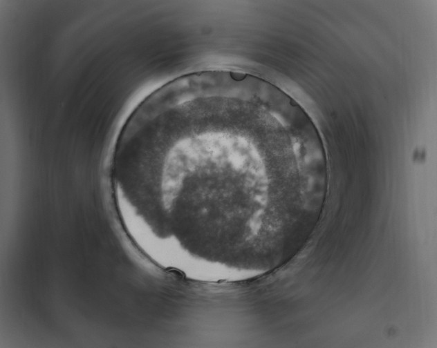 X0000102041152200808081829