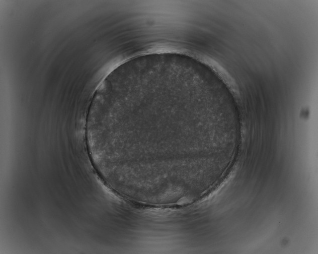 X0000102041185200808081828