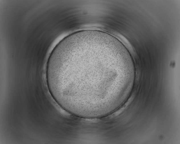 X0000102041196200808081828