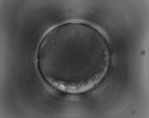 X0000102041229200808081827